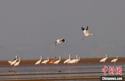 
                    首批43只越冬白鹤飞抵江西鄱阳湖自然保护区
               