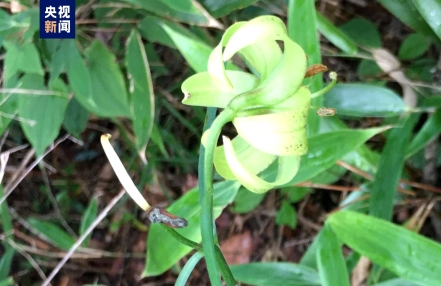 
                    国家级濒危植物绿花百合现身重庆阴条岭
                