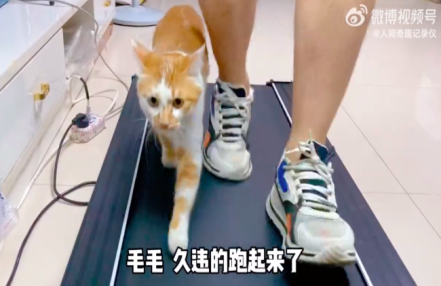 不要pua猫咪 猫咪在夸奖中逐渐迷失自我沉迷彩虹屁